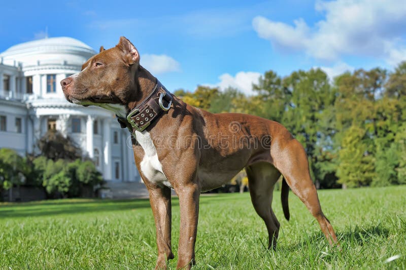 Pitbull near house stock image