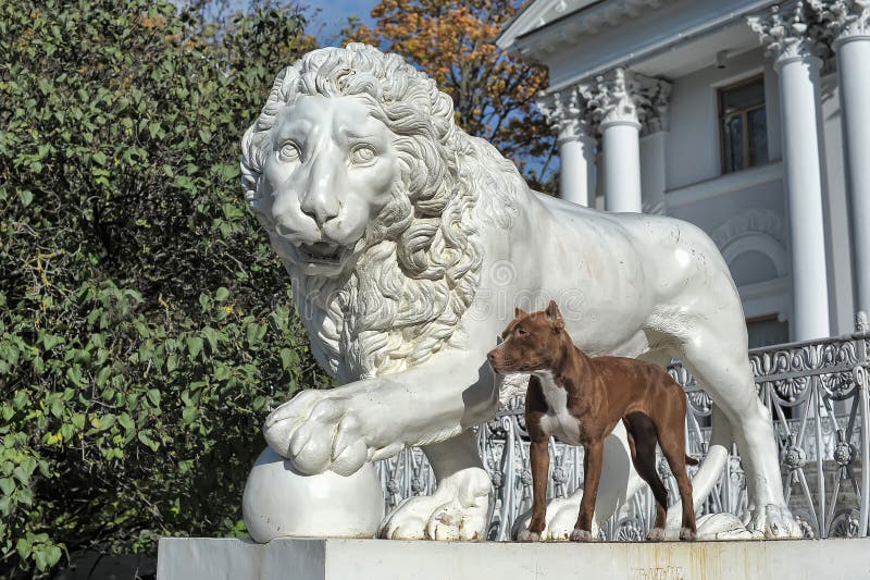 Pitbull near lion royalty free stock photos