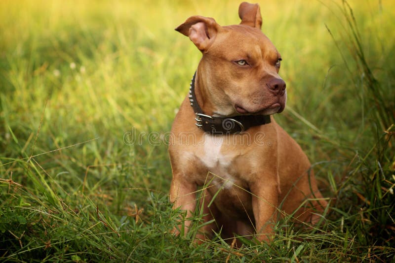 Pitbull Red nose