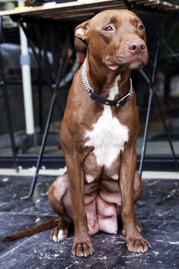 Pitbull red Nose At rest stock photography Pitbull red Nose At rest stock photography