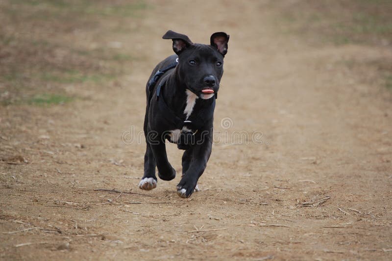 Pitbull terrier dog