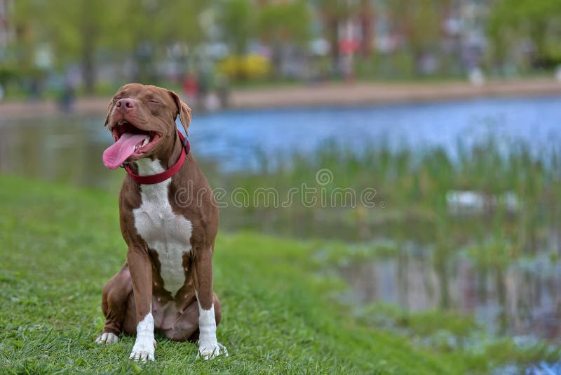 Pitbull Terrier with not cropped ears royalty free stock photo