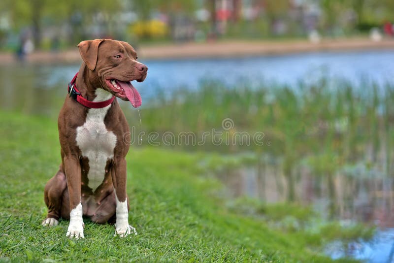 Pitbull Terrier with not cropped ears stock images