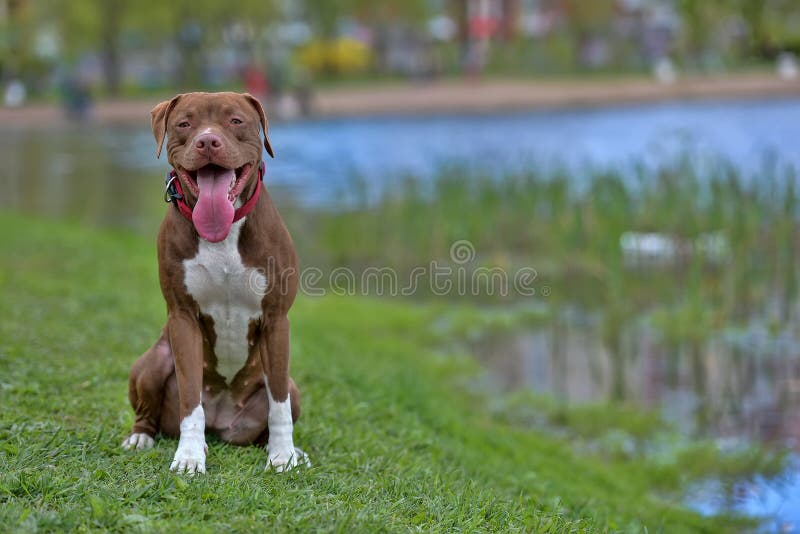 Pitbull Terrier with not cropped ears stock photos