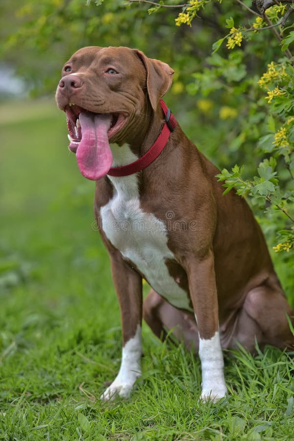 Pitbull Terrier with not cropped ears stock images