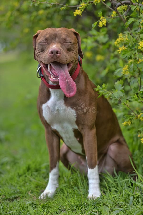 Pitbull Terrier with not cropped ears royalty free stock image