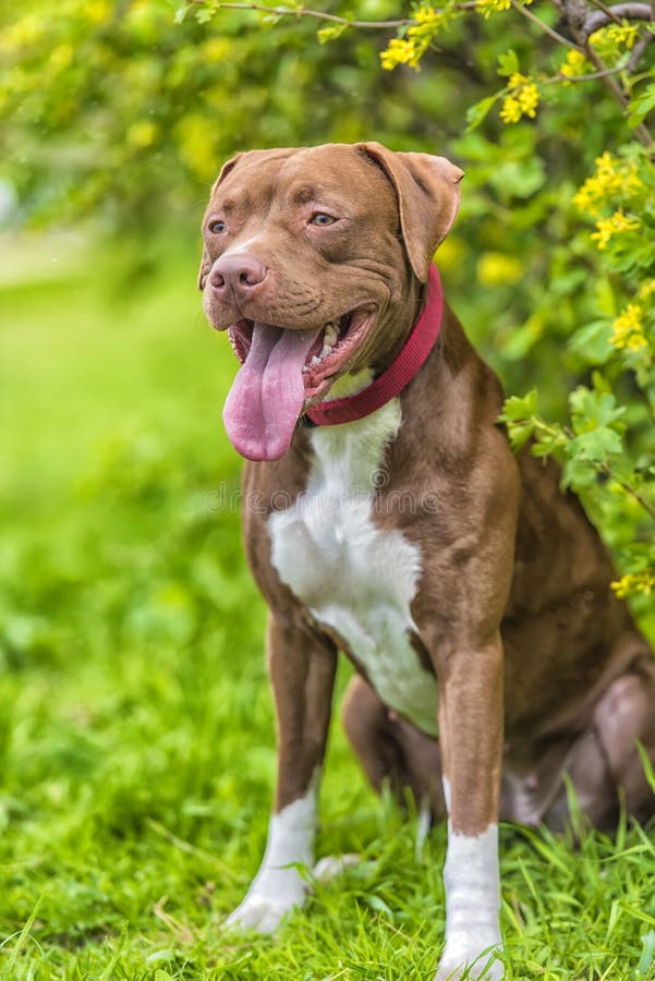 Pitbull Terrier with not cropped ears stock photos