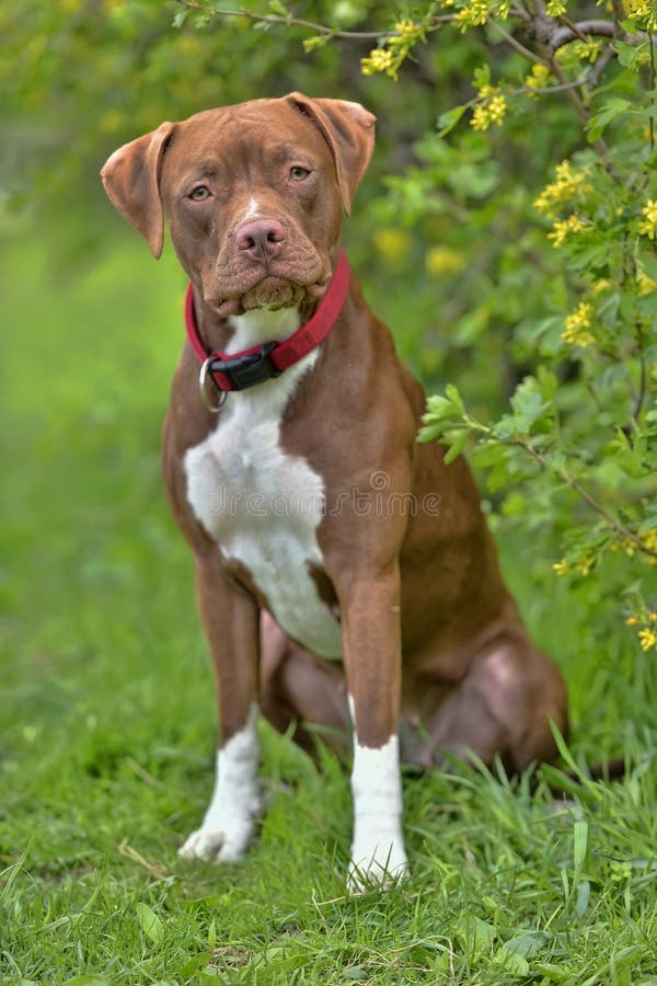 Pitbull Terrier with not cropped ears stock photo