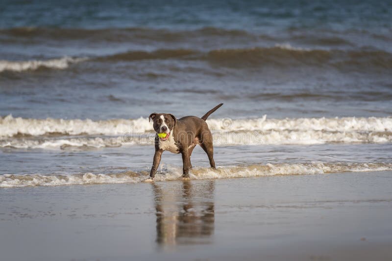 Pitbull Terrier stock photo