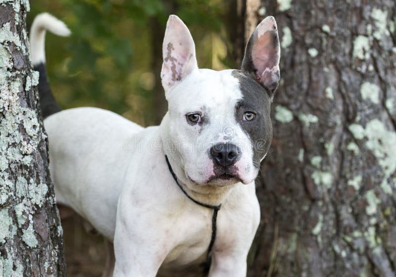 Pitbull Terrier Und Französische Bulldogge Mischte Zuchthund