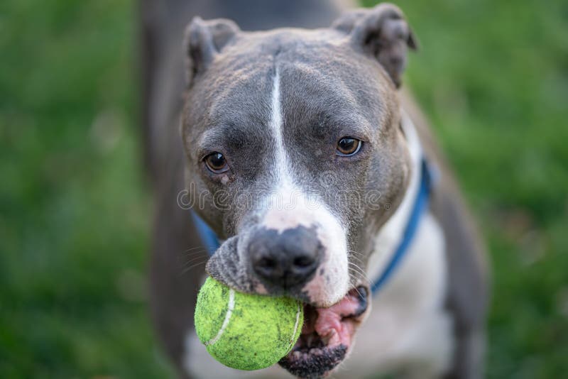 Pitbull is waiting to play catch with a tennis ball