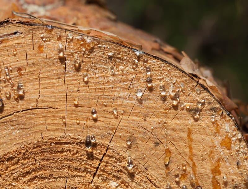 Pitch drops on wood cut