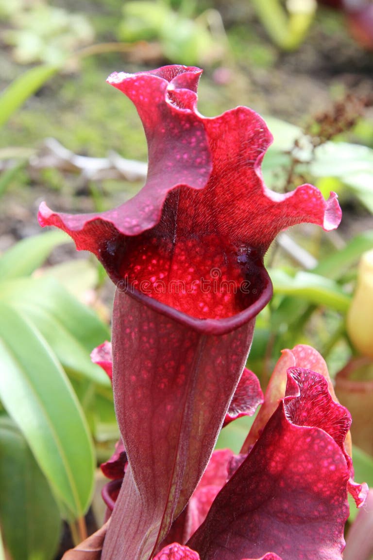 1,097 Purple Pitcher Plant Stock Photos Free & RoyaltyFree Stock Photos from Dreamstime