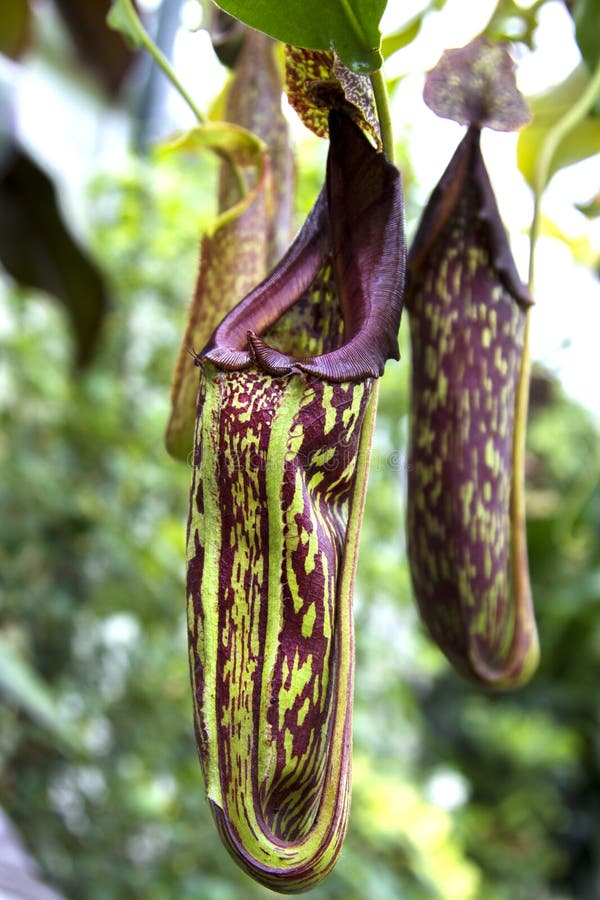Pitcher Plant flowers. stock image. Image of tropical 57123577