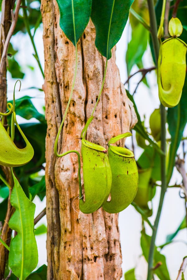 Pitcher Plant or Monkey Cup on Tree Stock Image Image of closeup