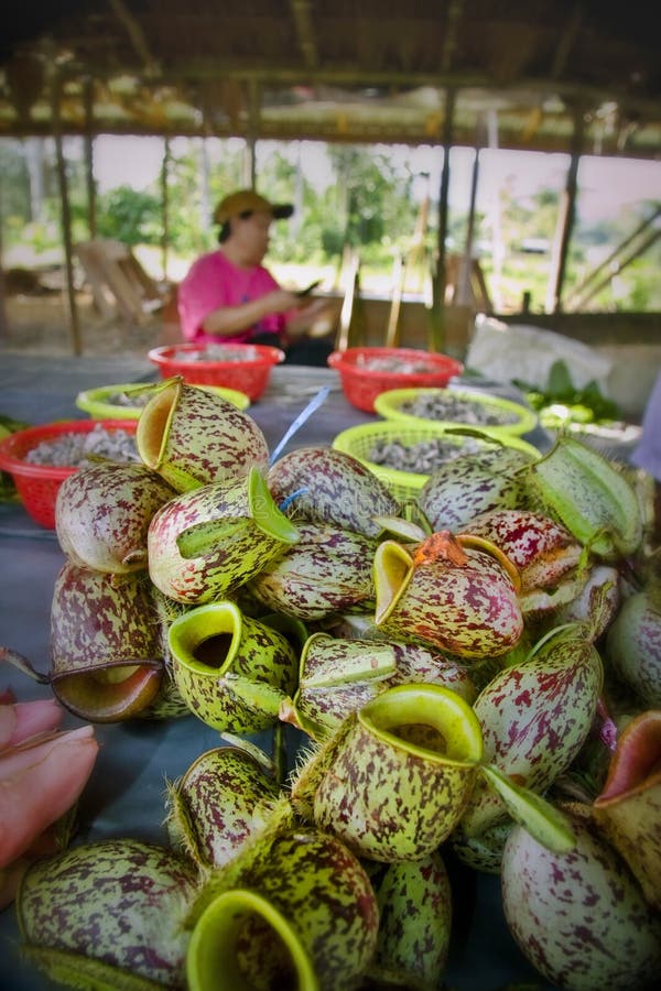 Pitcher Plant for Sale stock photo. Image of rural, asia 3637808