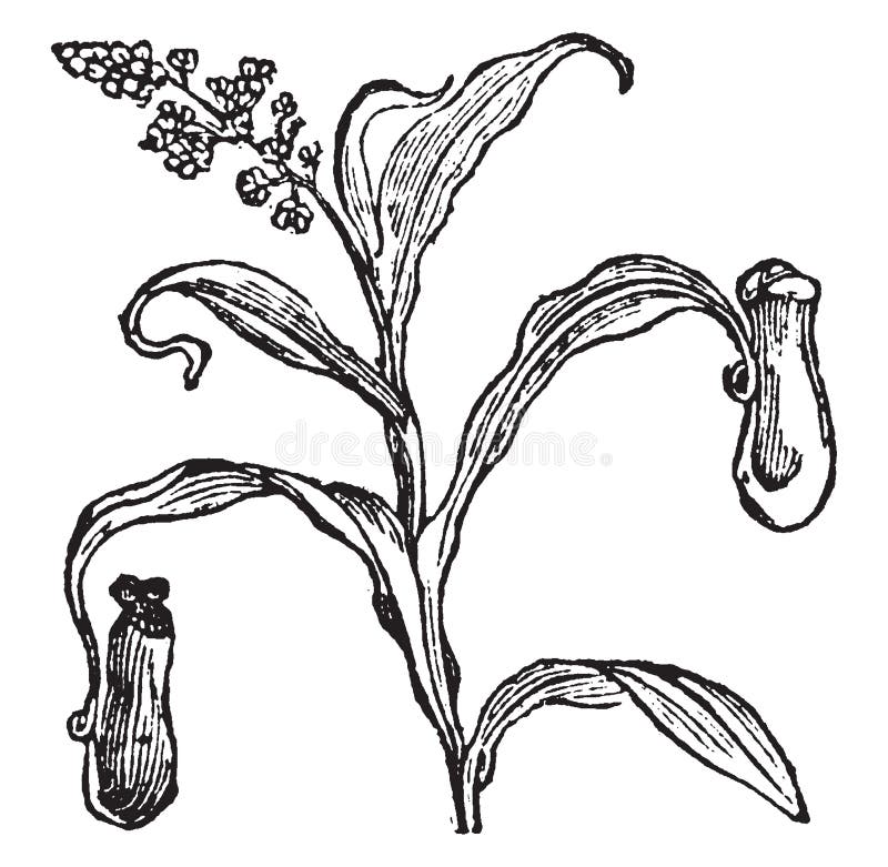 Utricularia - Wikipedia