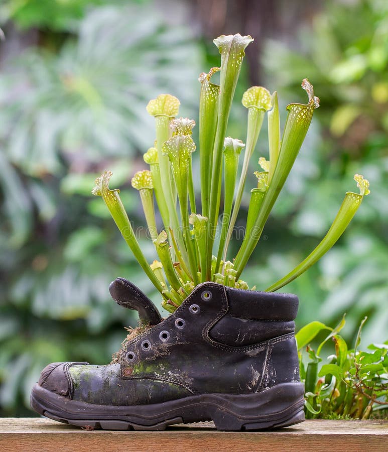 Pitcher Plants In An Old Shoe Stock Photo Image of