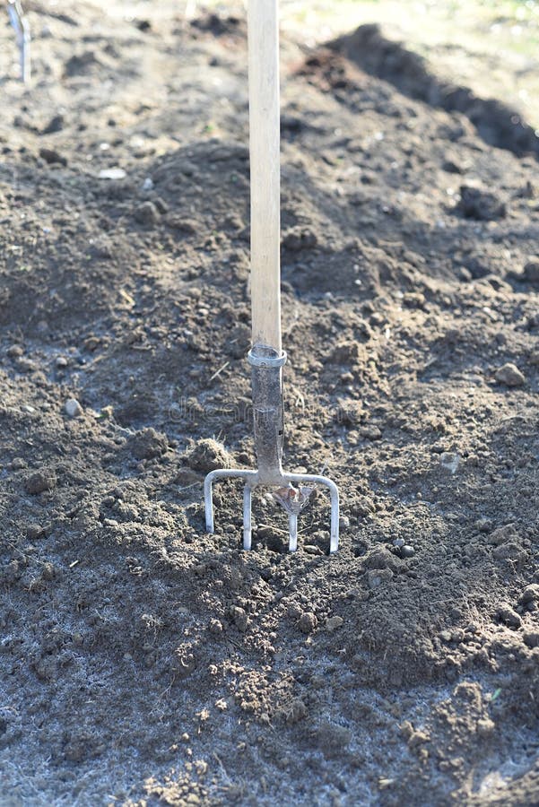 Pitchfork Stuck in the Ground. Gardening Stock Photo Image of