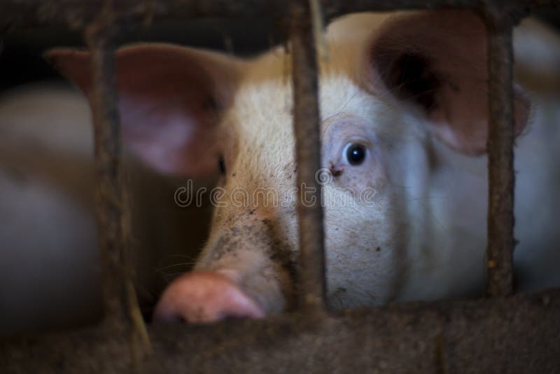 pitiable pig in small cage waiting to be killed, in dark tone