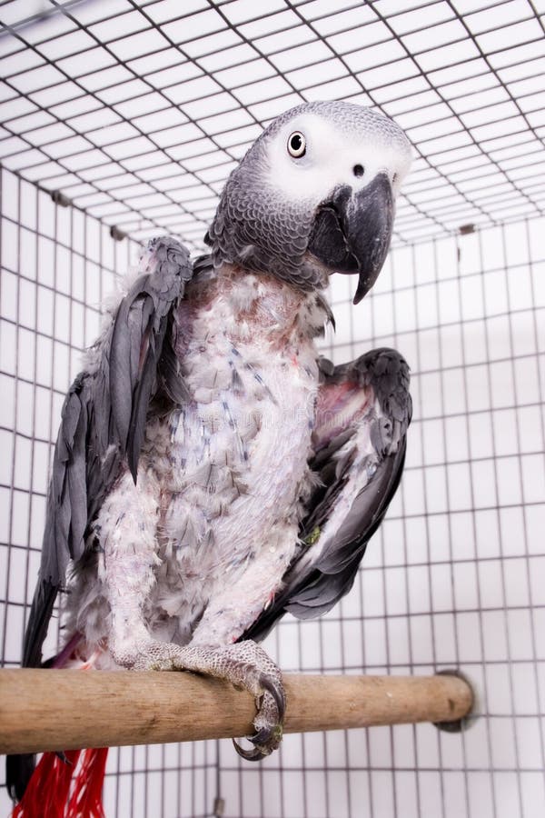 0+ Sick parrot cage Free Stock Photos StockFreeImages