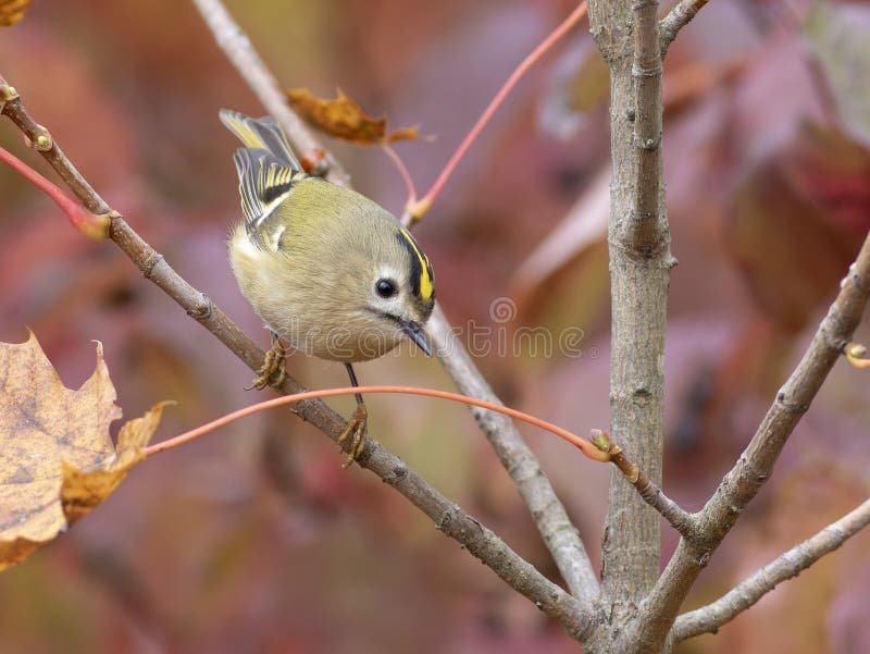 Pitigoiul-de-aur, regulus regulus. Toamnă. O pasăre stă pe o ramură de arțar. royalty free stock image