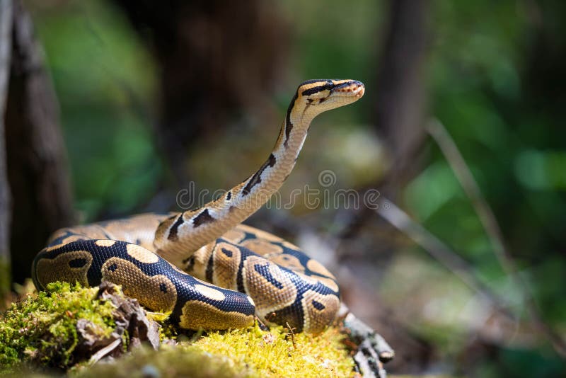 Bela píton real na grama. a cobra levantou a cabeça e se prepara