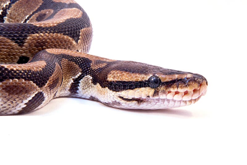 Pitone reale fotografia stock. Immagine di isolato, tropicale 12025350