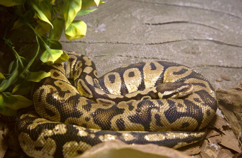 Pitone reale del serpente immagine stock. Immagine di reale 61972291