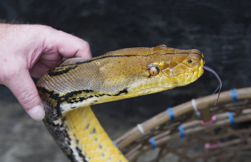 Pitone rosso fotografia stock. Immagine di malaysia, scala 77483042