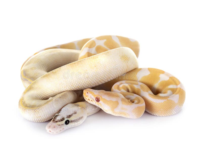 Pitones reales en estudio foto de archivo. Imagen de despredador