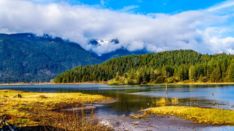 Pitt Lake com os picos tampados neve da cordilheira da costa em Fraser Valley do Columbia Britânica fotografia de stock Pitt Lake com os picos tampados neve da cordilheira da costa em Fraser Valley do Columbia Britânica fotografia de stock