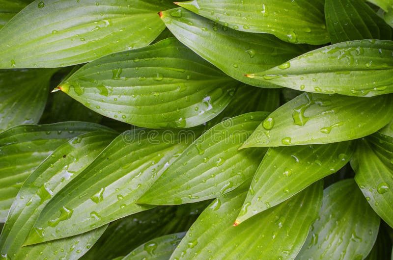 Picturesque bright green garden plant Host after the rain. Ð genus of perennial herbaceous plants of the family Asparagus. Picturesque bright green garden plant Host after the rain. Ð genus of perennial herbaceous plants of the family Asparagus