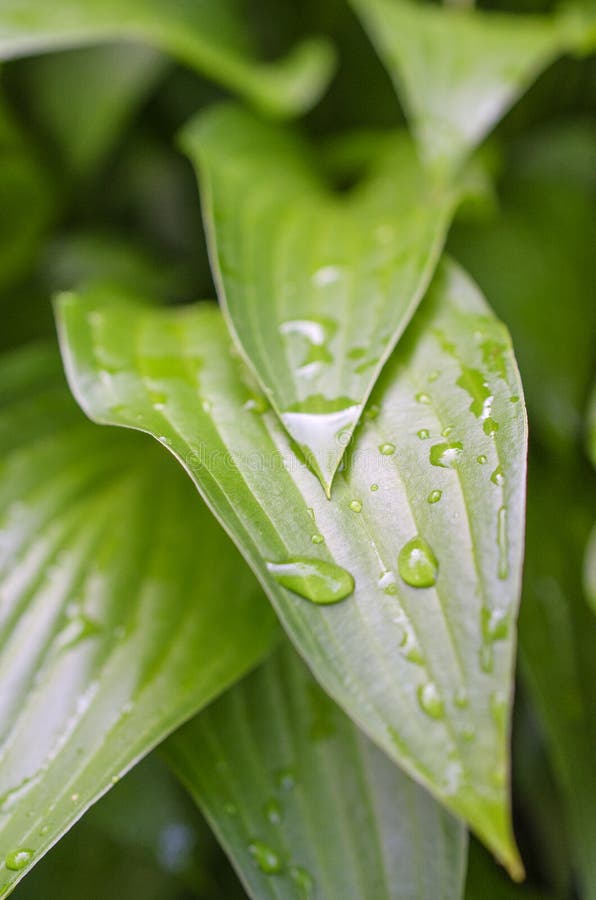 Picturesque bright green garden plant Host after the rain. Ð genus of perennial herbaceous plants of the family Asparagus. Picturesque bright green garden plant Host after the rain. Ð genus of perennial herbaceous plants of the family Asparagus