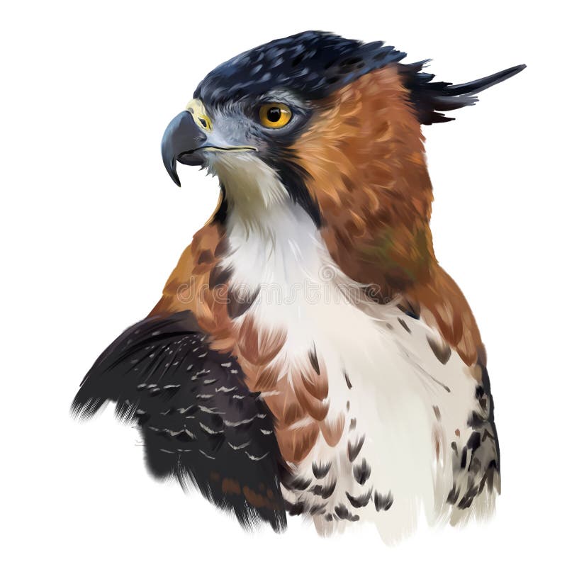 Pittura decorata dell'acquerello di falco-Eagle