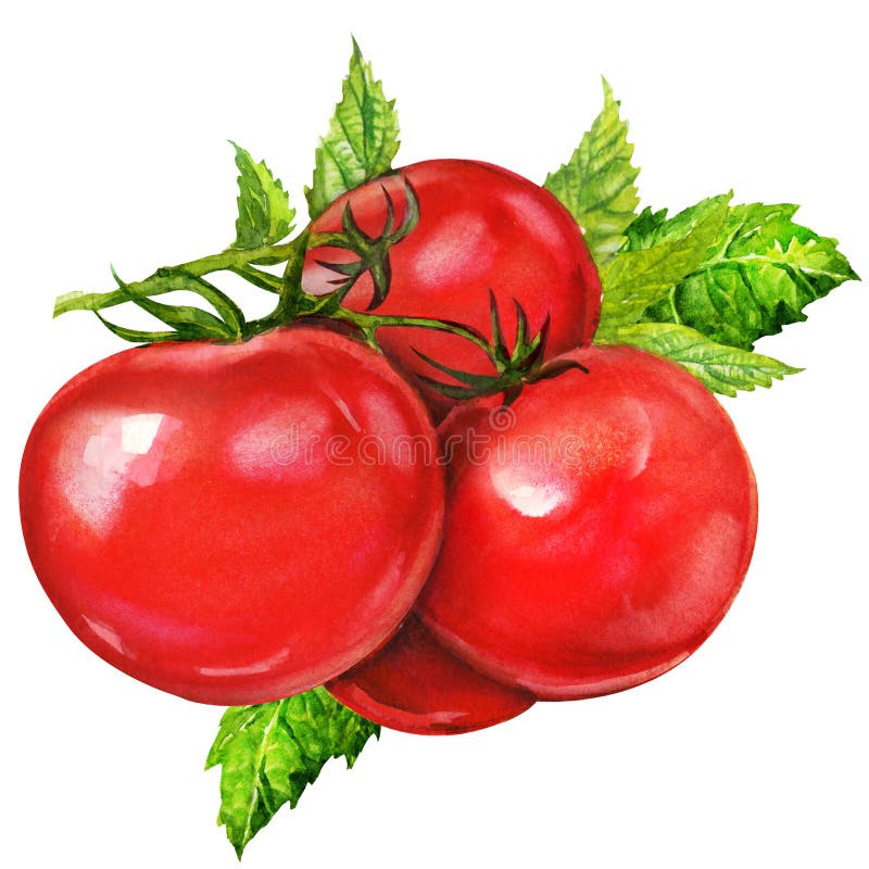 Pittura dell'acquerello sul fondo bianco illustrazione vettoriale Pittura dell'acquerello sul fondo bianco illustrazione vettoriale