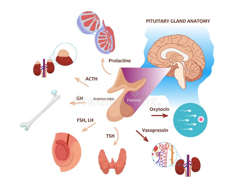 Pituitary gland hormones Biology Diagrams
