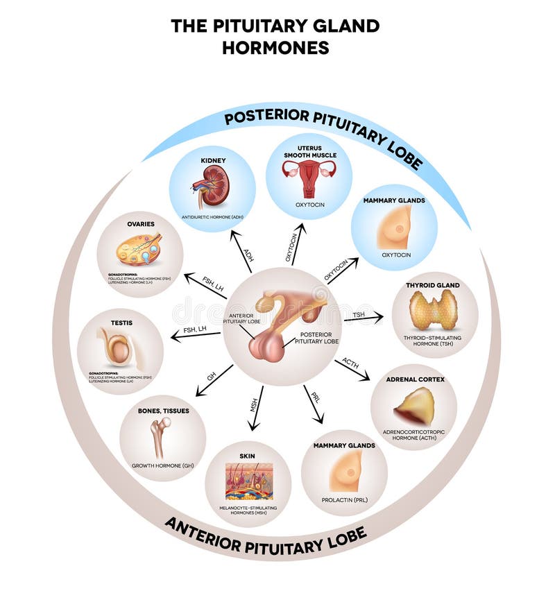 Pituitary gland hormones