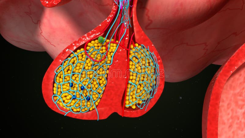 Glándula principal endocrino glándula, cuerpo conectado sobre el de cerebro es un importante en control crecimiento desarrollo de próximo endocrino glándulas.