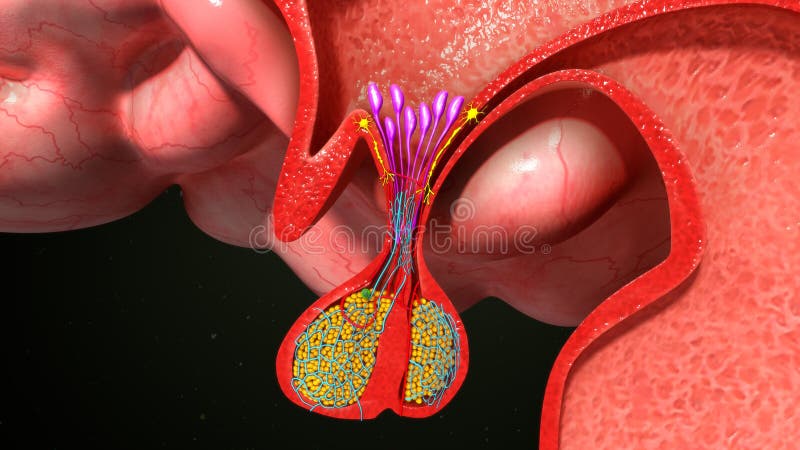 Pituitary gland