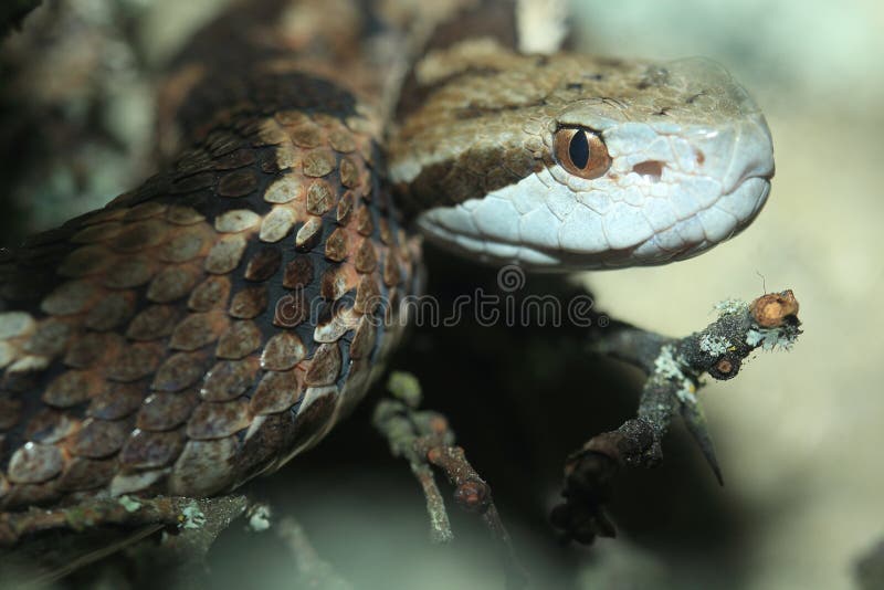 Pitviper Montane De Honduras Imagen de archivo Imagen de honduras
