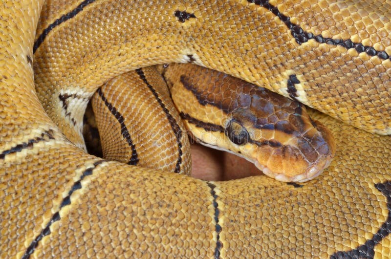 Pitón real imagen de archivo. Imagen de cubo, hermoso 29185621
