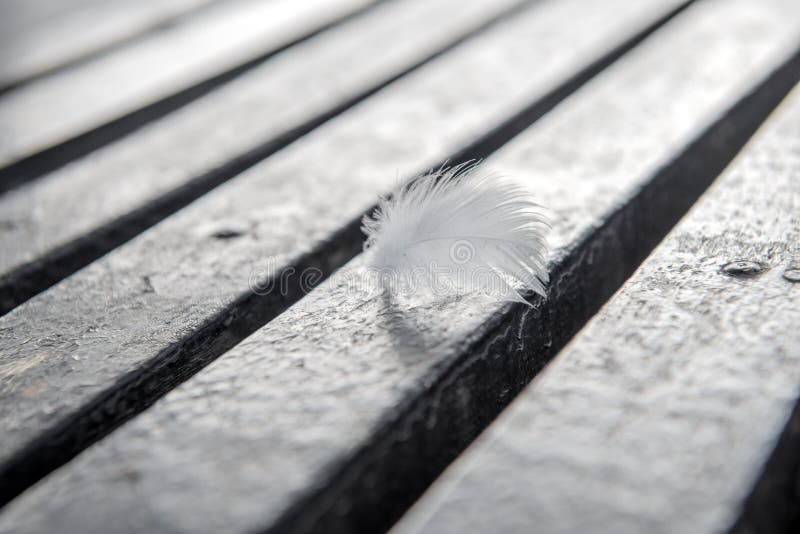 Piuma bianca sul fondo di legno della banda fotografie stock libere da diritti Piuma bianca sul fondo di legno della banda fotografie stock libere da diritti