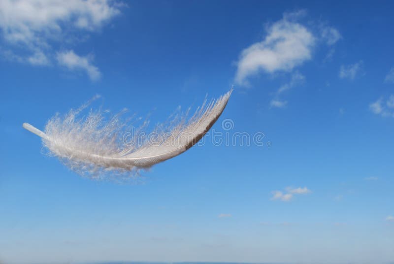 Piuma che galleggia nel cielo Piuma che galleggia nel cielo