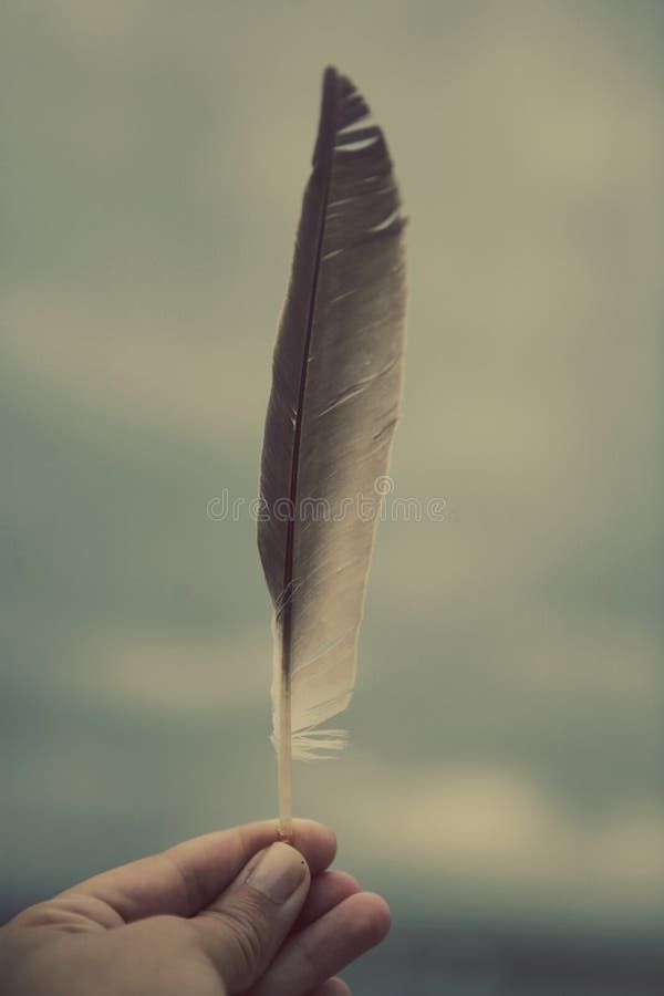 Piuma Della Holding Della Mano Fotografia Stock - Immagine di alto