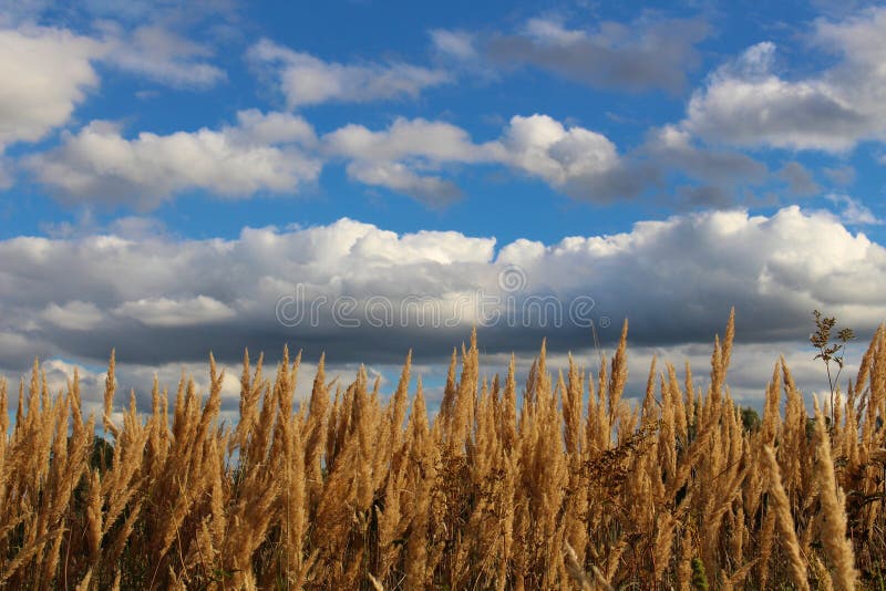 Piuma di erba in autunno immagine stock Piuma di erba in autunno immagine stock