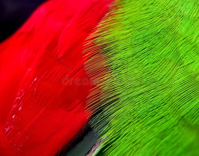 Piume ad ali rosse del pappagallo fotografie stock libere da diritti
