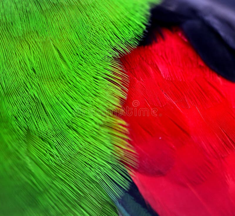 Piume ad ali rosse del pappagallo immagini stock