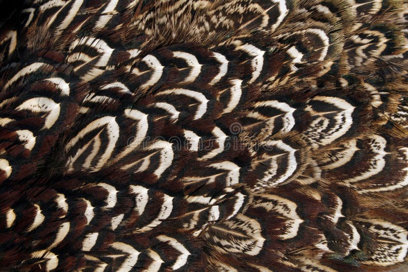 Beautiful pheasant wing plumage as background. Beautiful pheasant wing plumage as background.