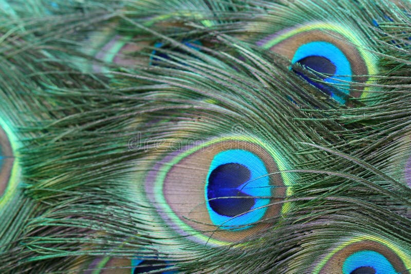 Brightly coloured feathers in the tail of a peacock. Brightly coloured feathers in the tail of a peacock